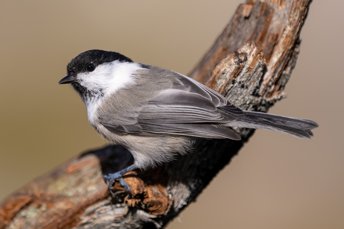 Willow Tit