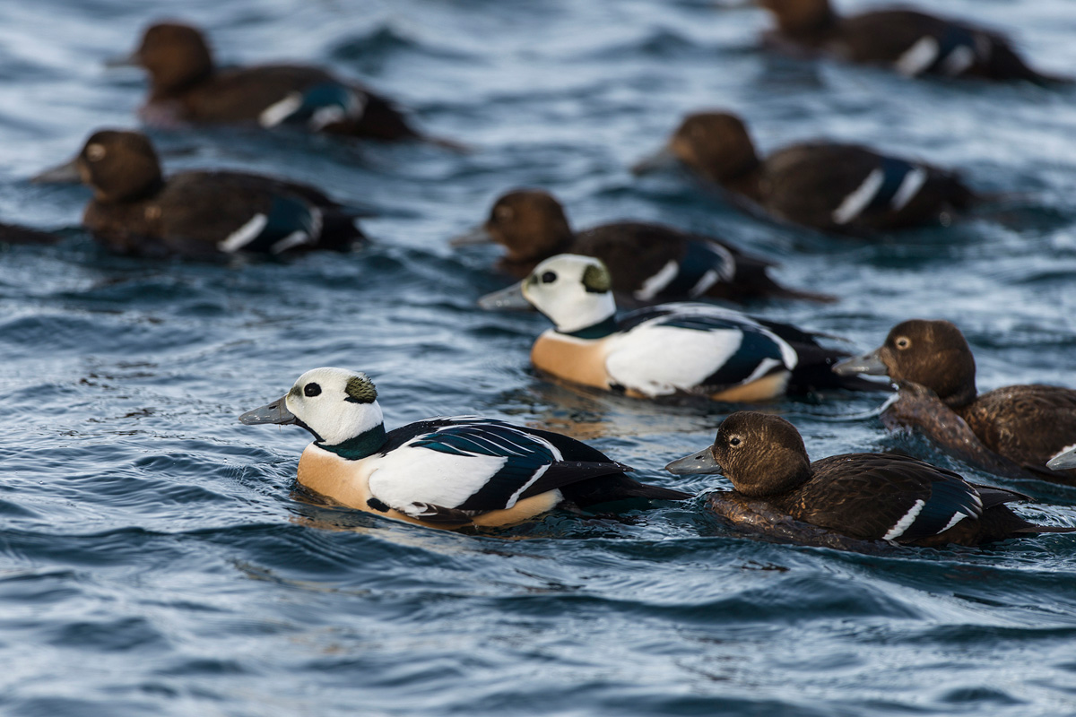 Steller's Eider