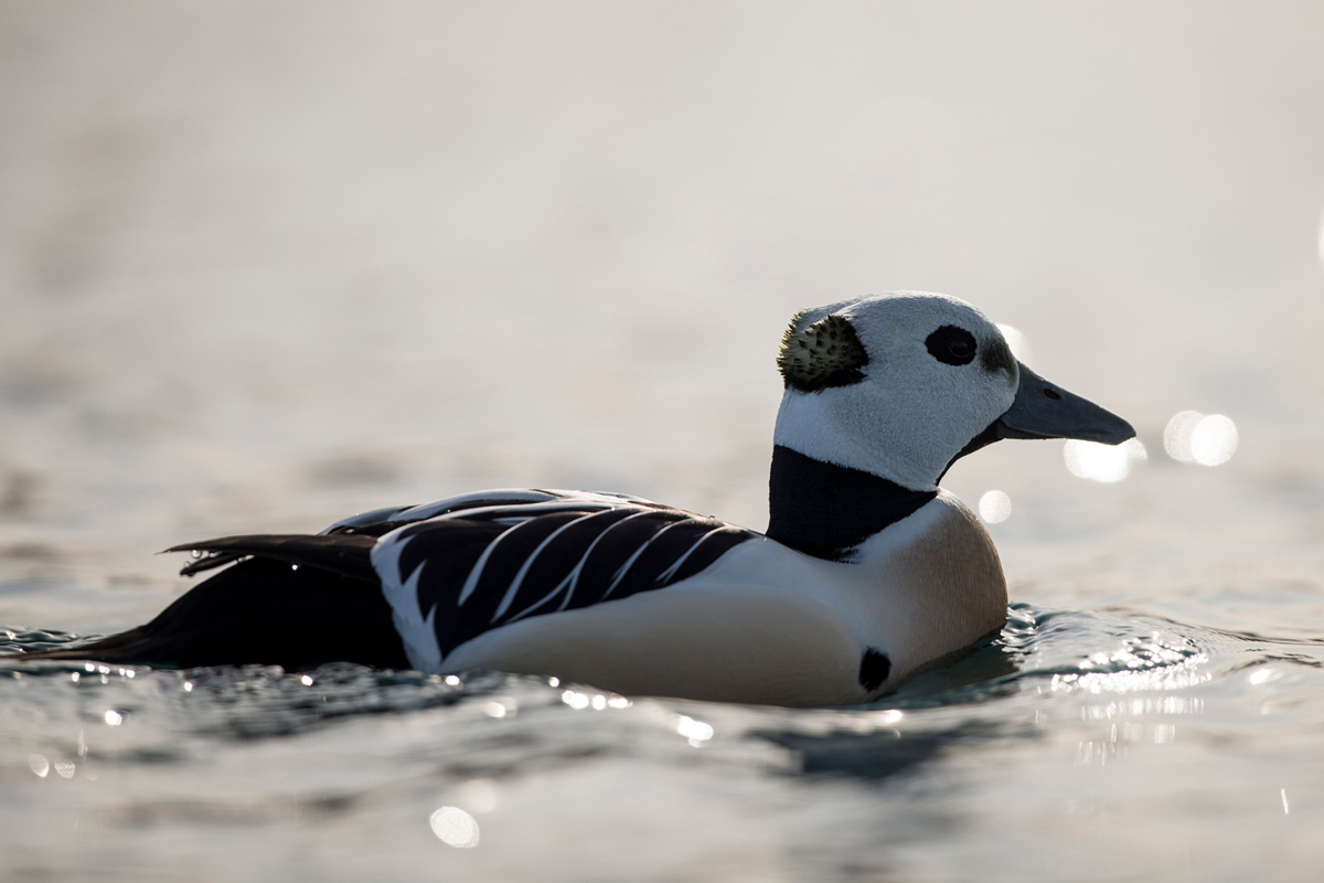 Steller's Eider