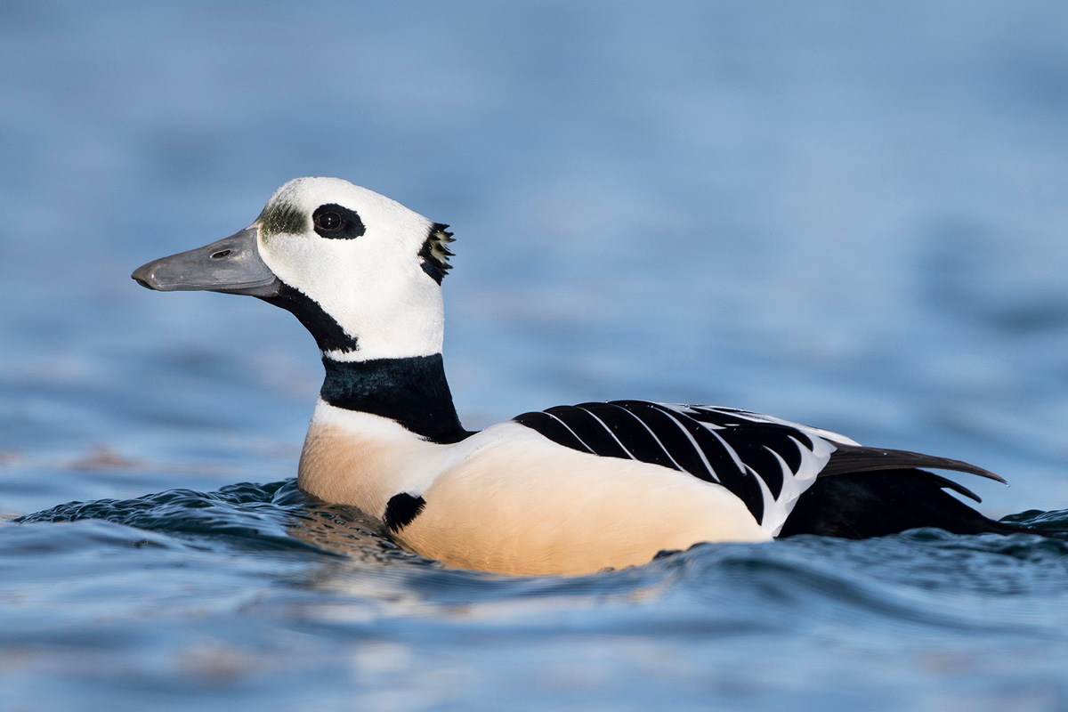 Steller's Eider