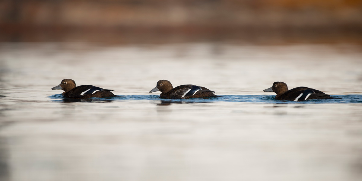 Steller's Eider