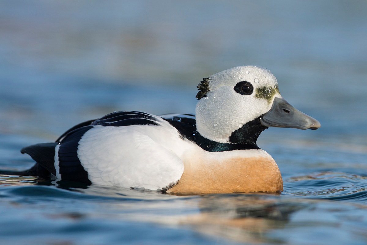 Steller's Eider