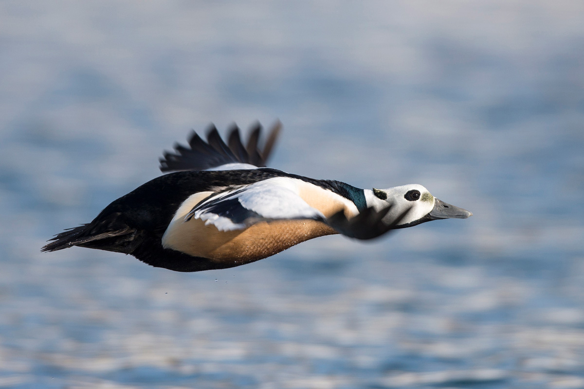 Steller's Eider