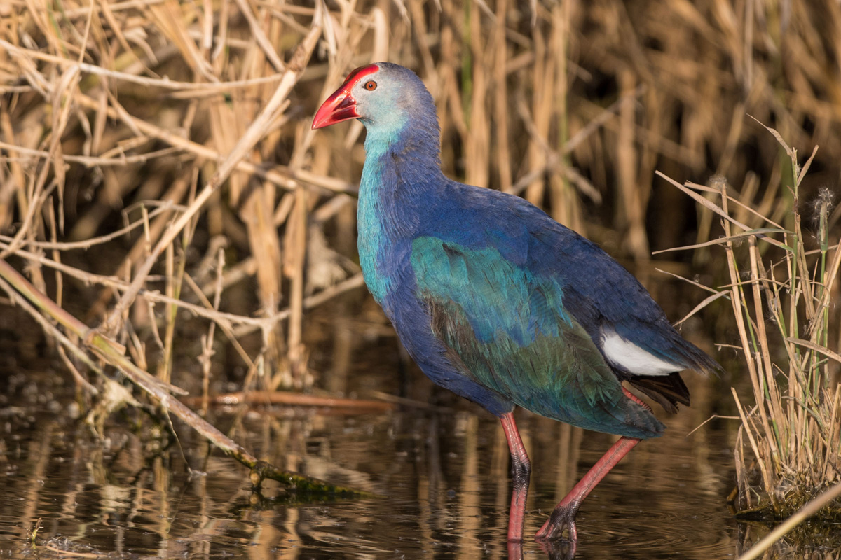 Purpurhuhn