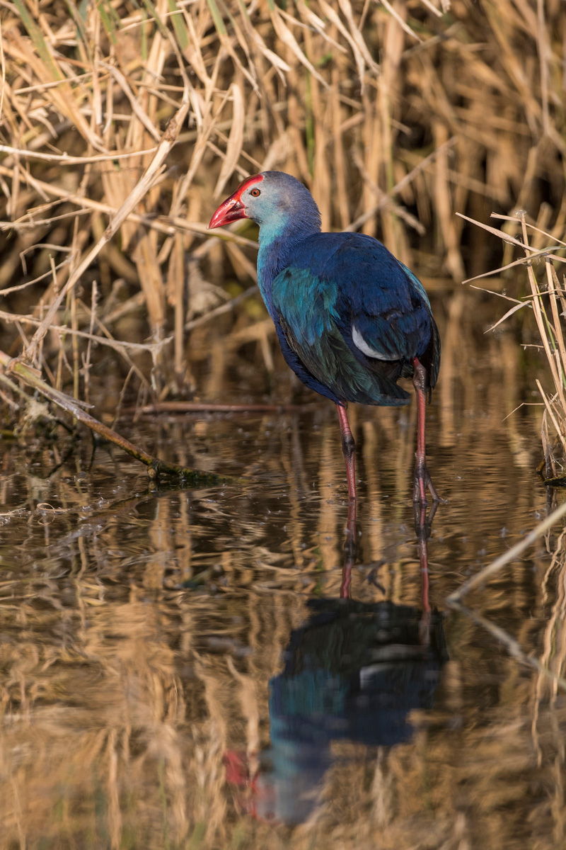Purple Swamphen