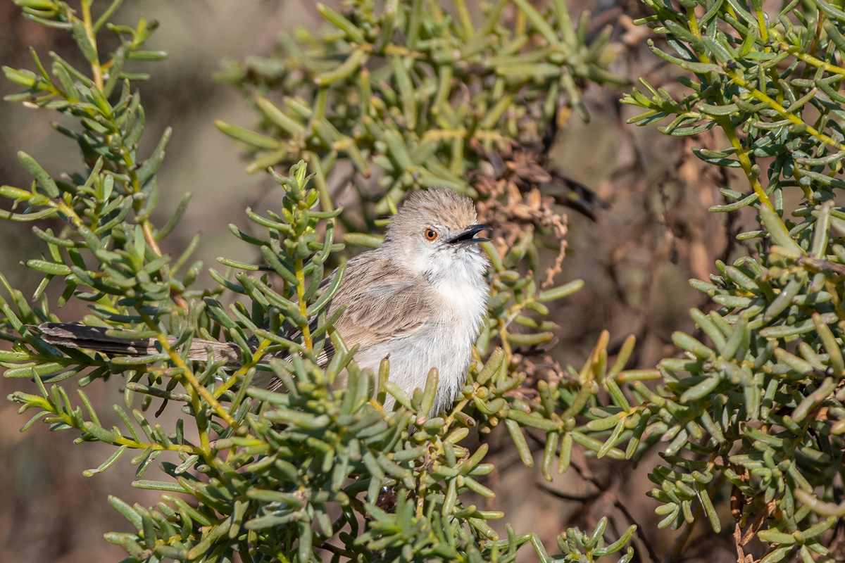 Graceful Prinia