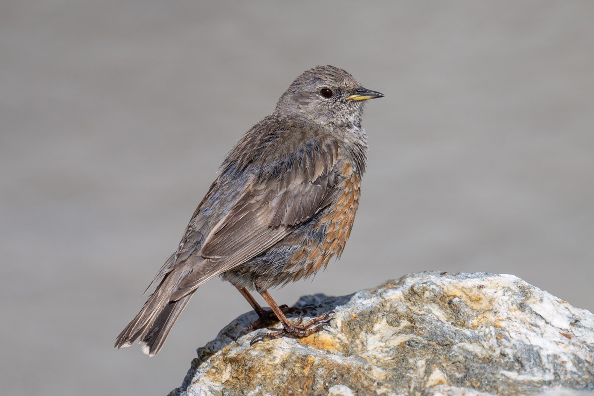 Alpine Accentor Alpine Accentor