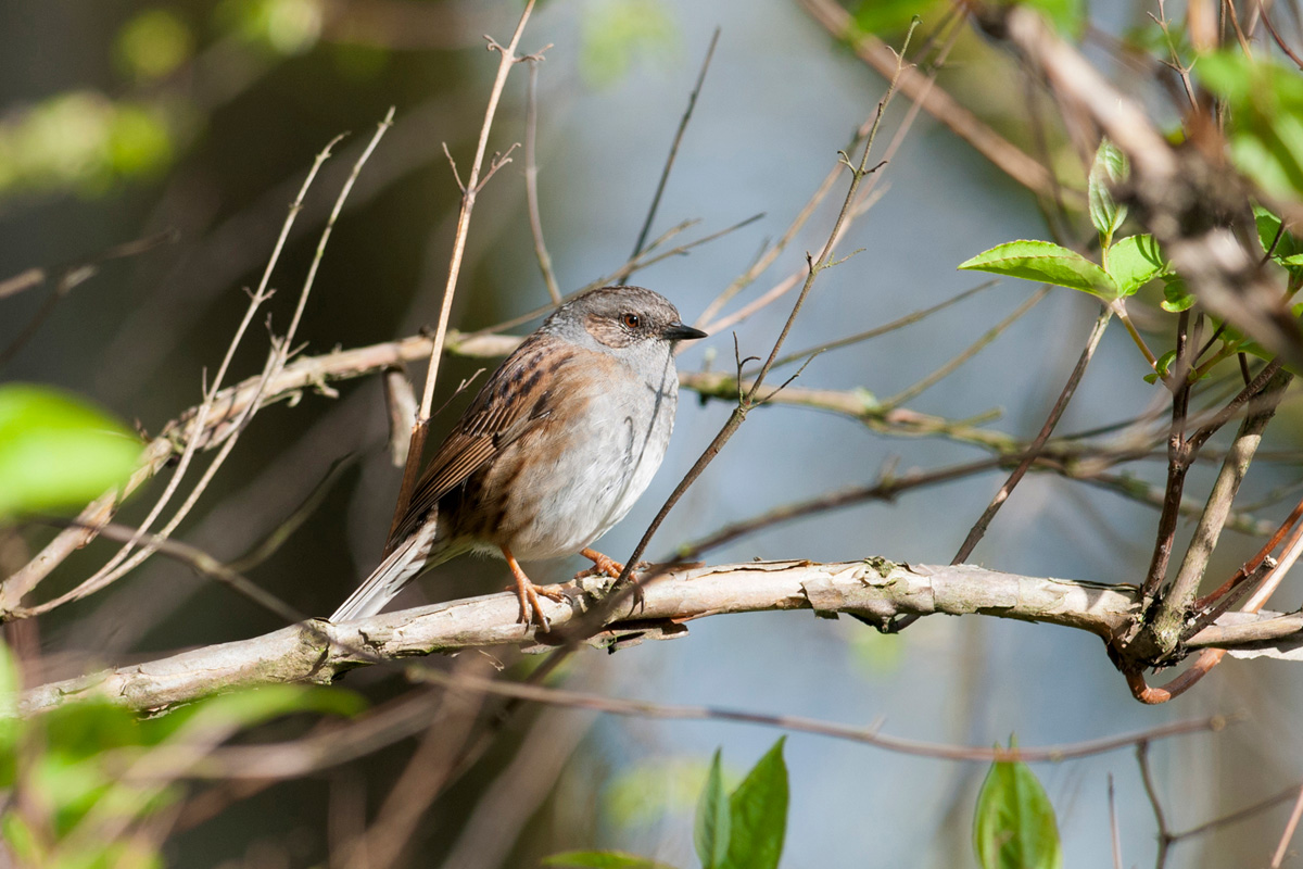 Dunnock