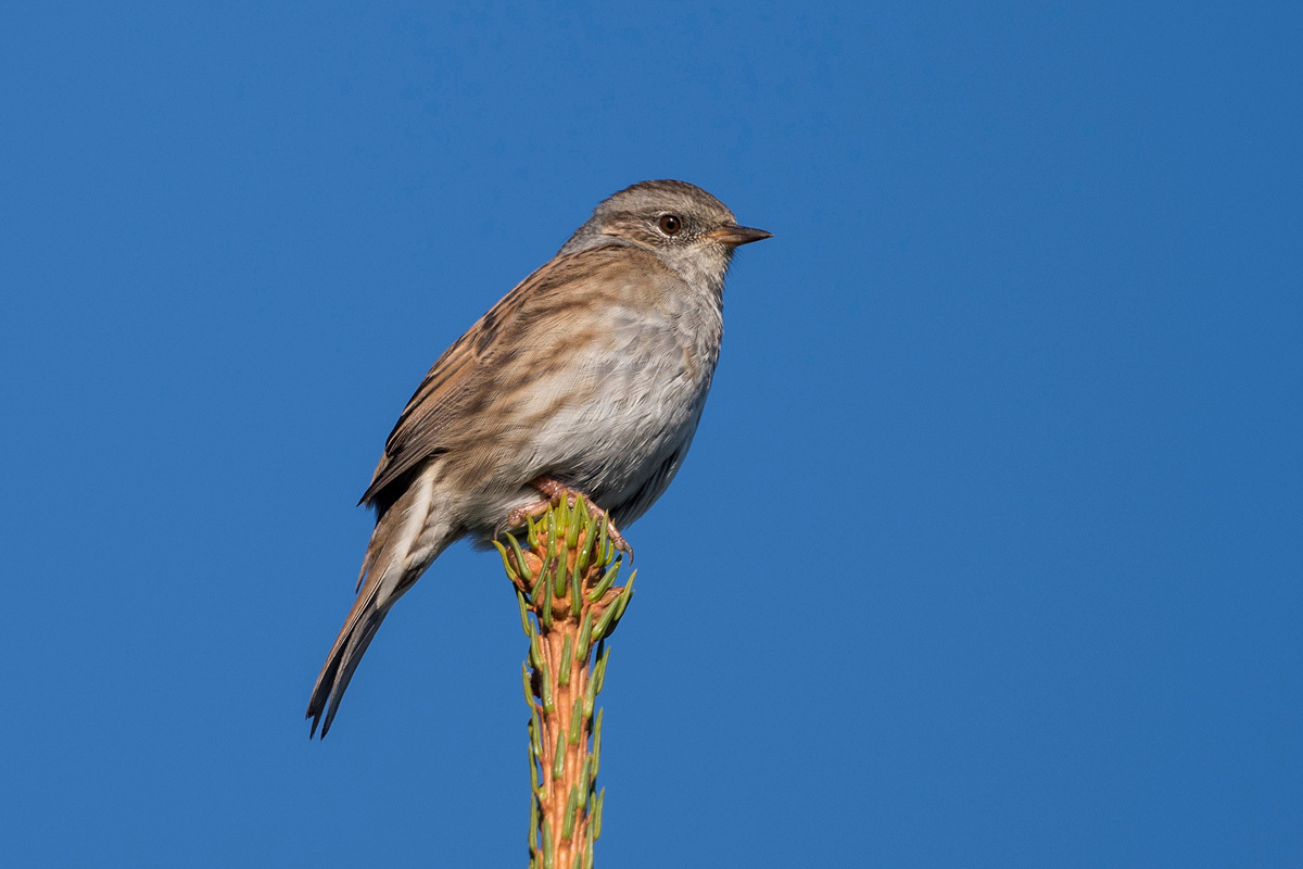 Dunnock