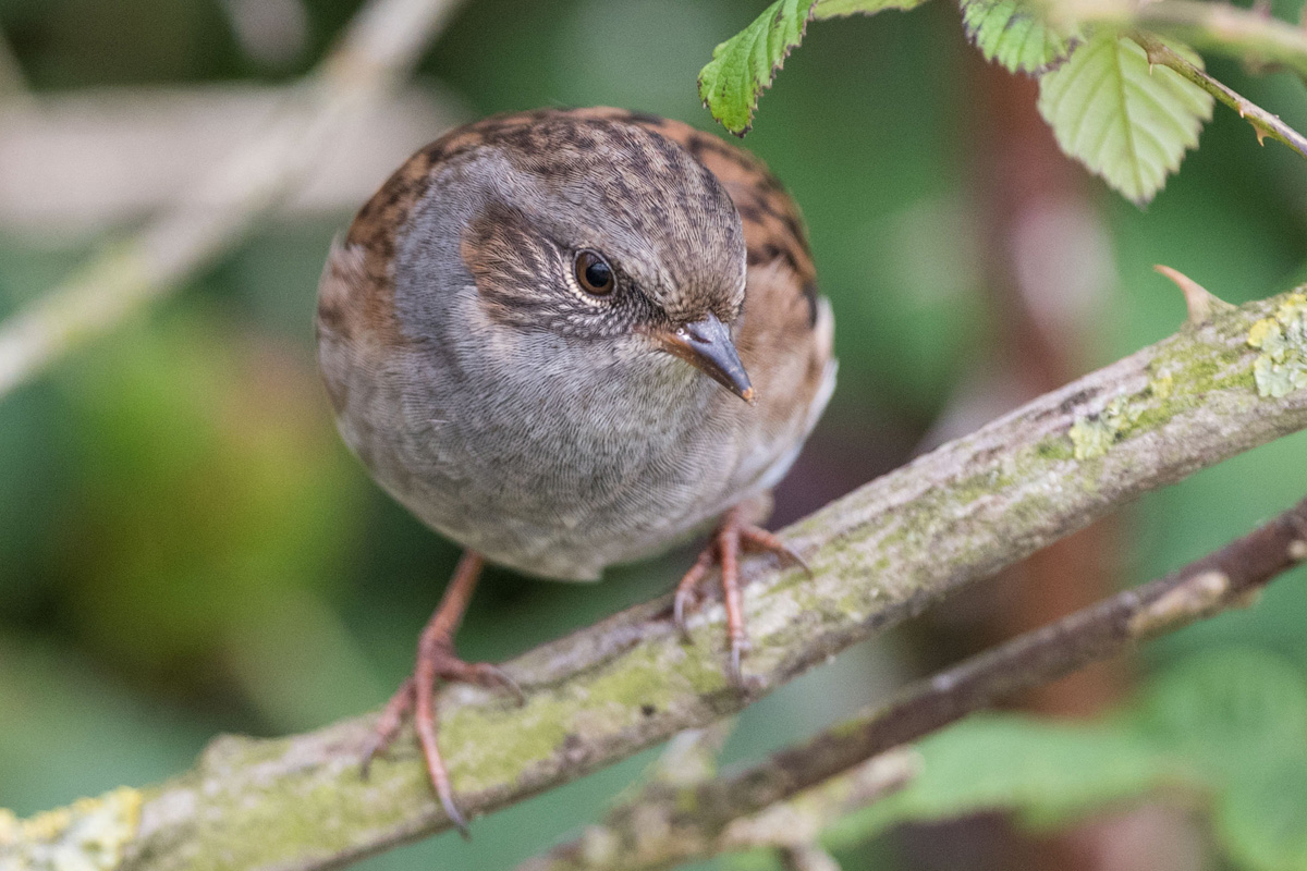 Dunnock