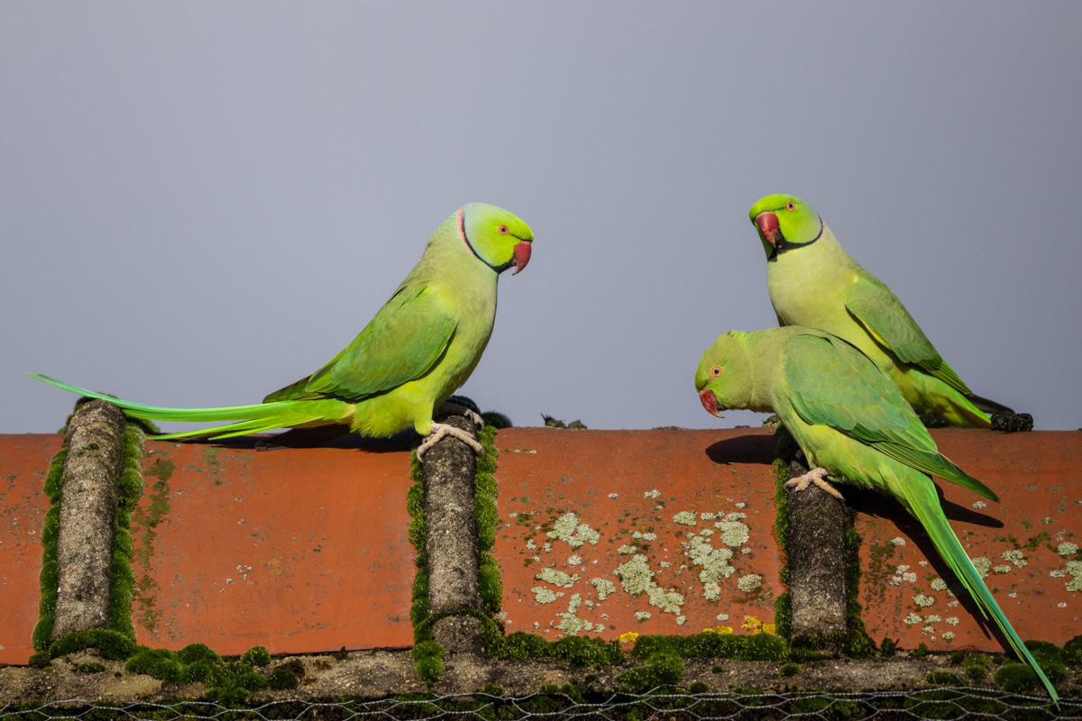 Rose-ringed Parakeet