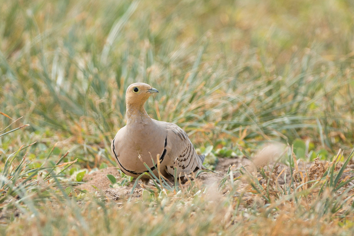 Chestnut-bellied Sandgrouse