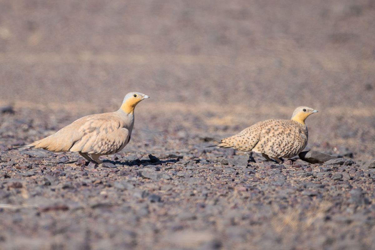 Spotted Sandgrouse Spotted Sandgrouse