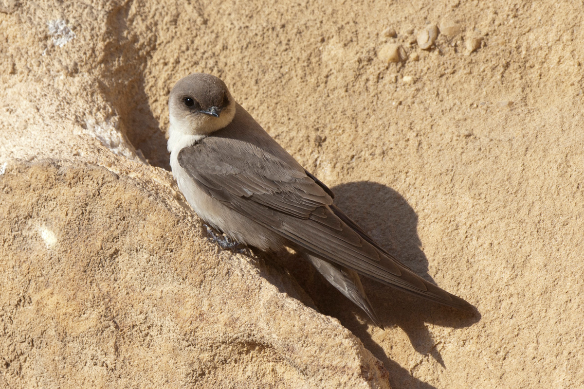 Pale Crag Martin