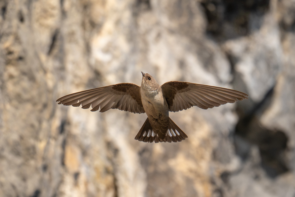 Eurasian Crag Martin Eurasian Crag Martin