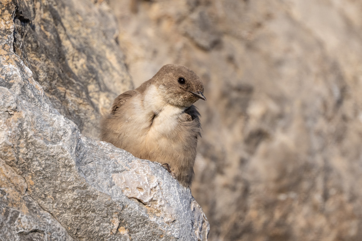 Eurasian Crag Martin Eurasian Crag Martin
