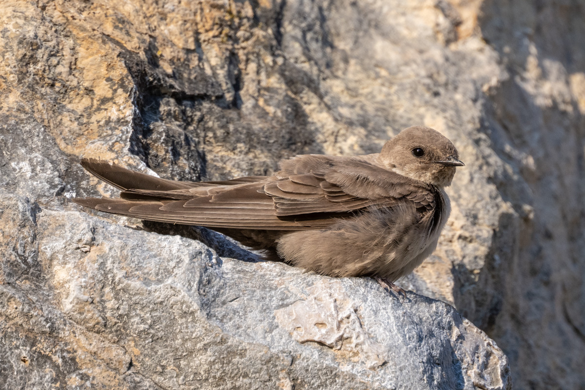 Eurasian Crag Martin Eurasian Crag Martin