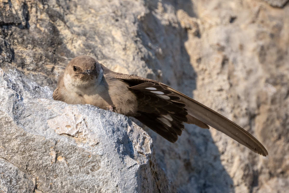 Eurasian Crag Martin Eurasian Crag Martin