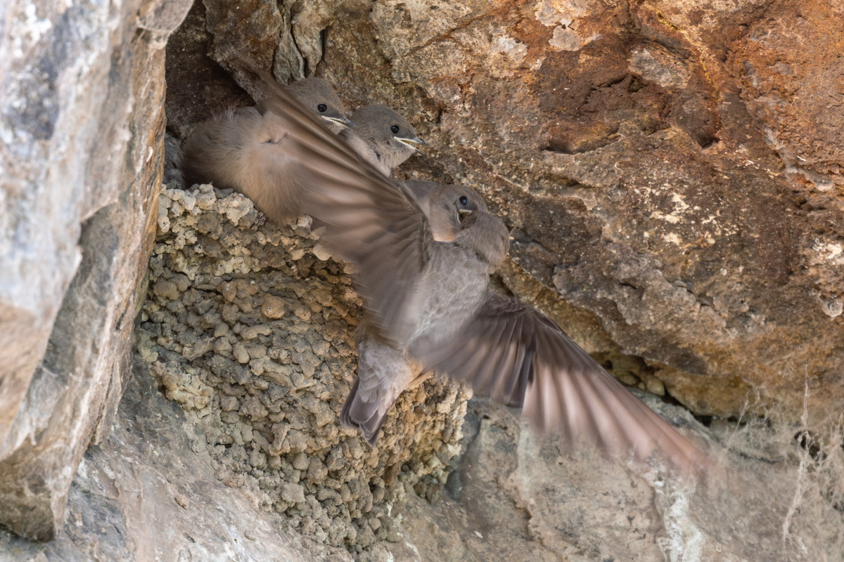 Eurasian Crag Martin Eurasian Crag Martin