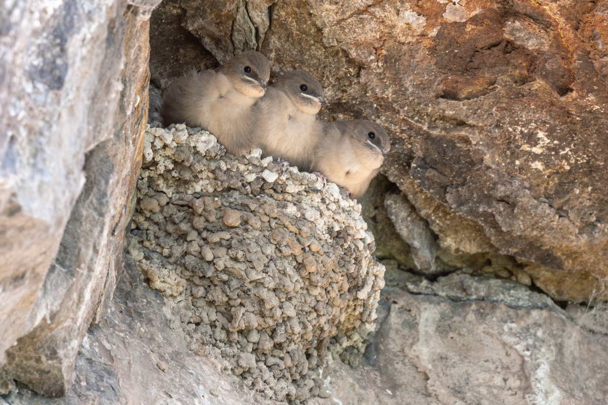 Eurasian Crag Martin Eurasian Crag Martin