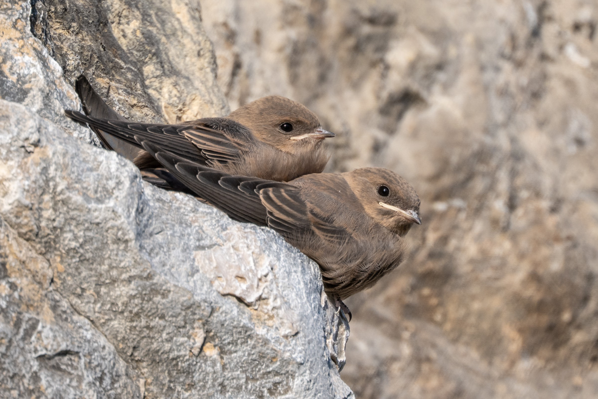 Eurasian Crag Martin Eurasian Crag Martin