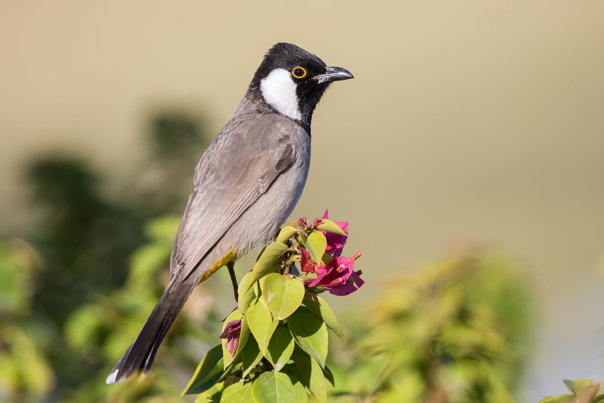 White-eared Bulbul