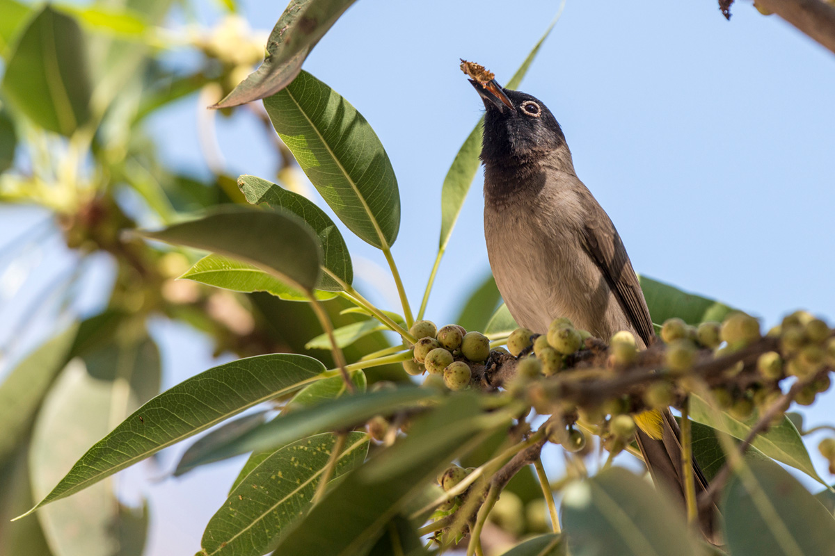 White-spectacled Bulbul