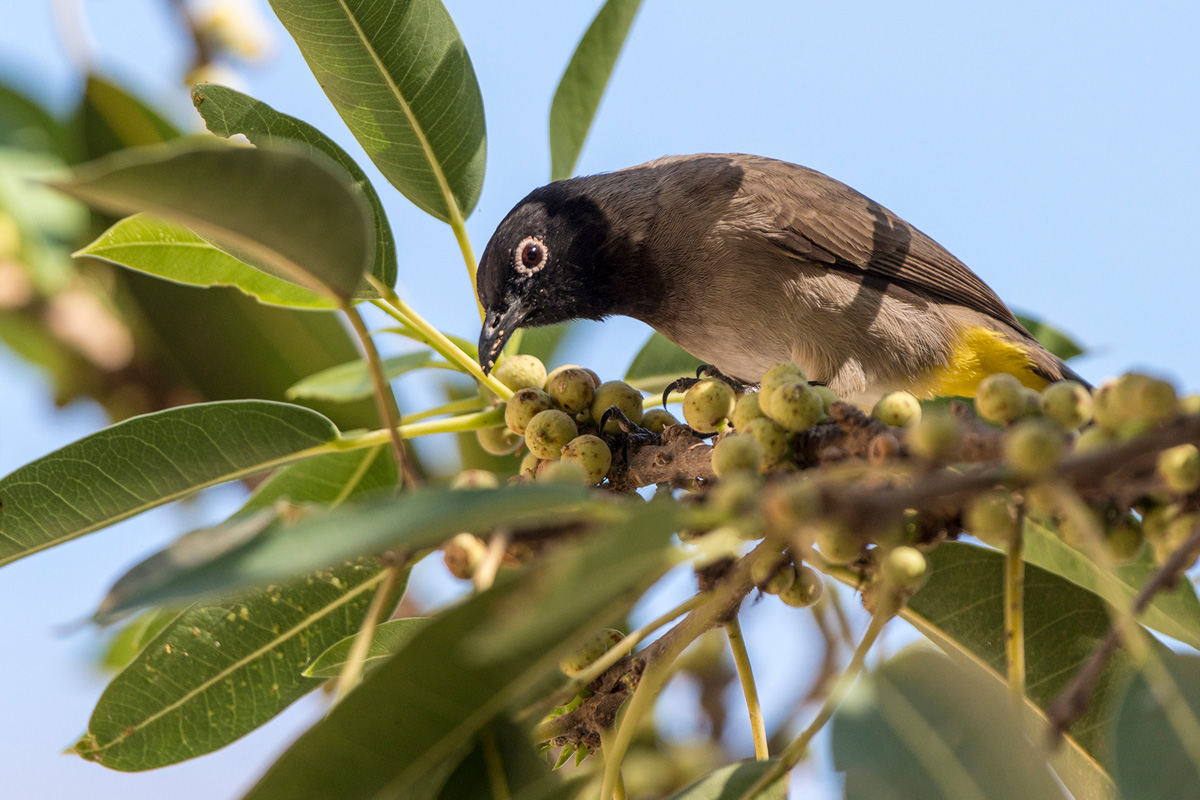 White-spectacled Bulbul