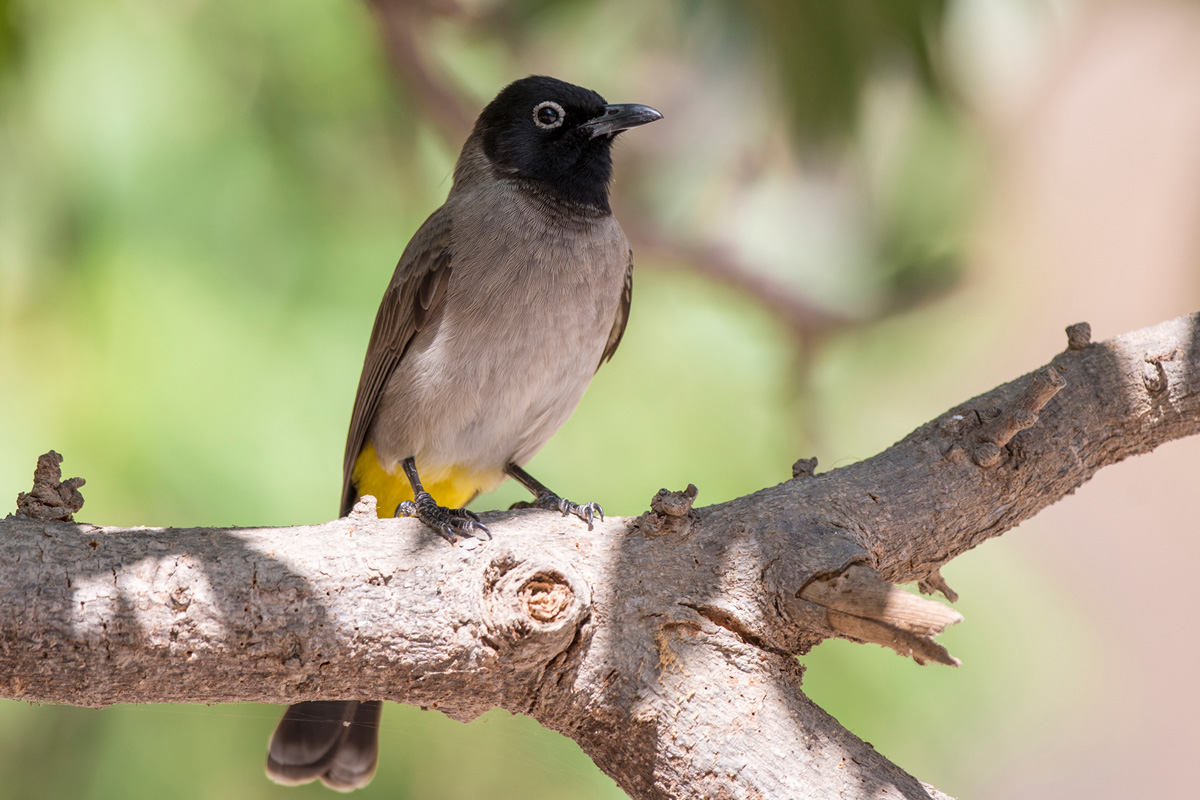White-spectacled Bulbul