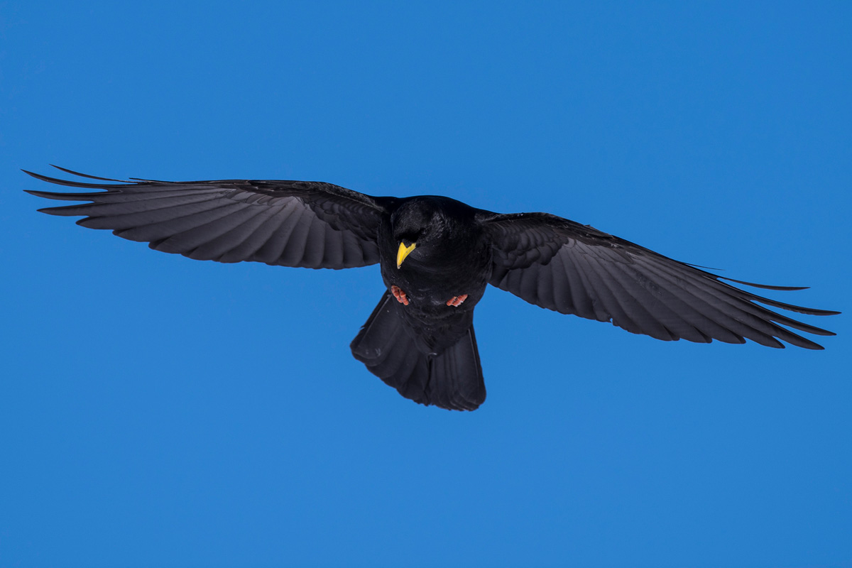 Alpine Chough
