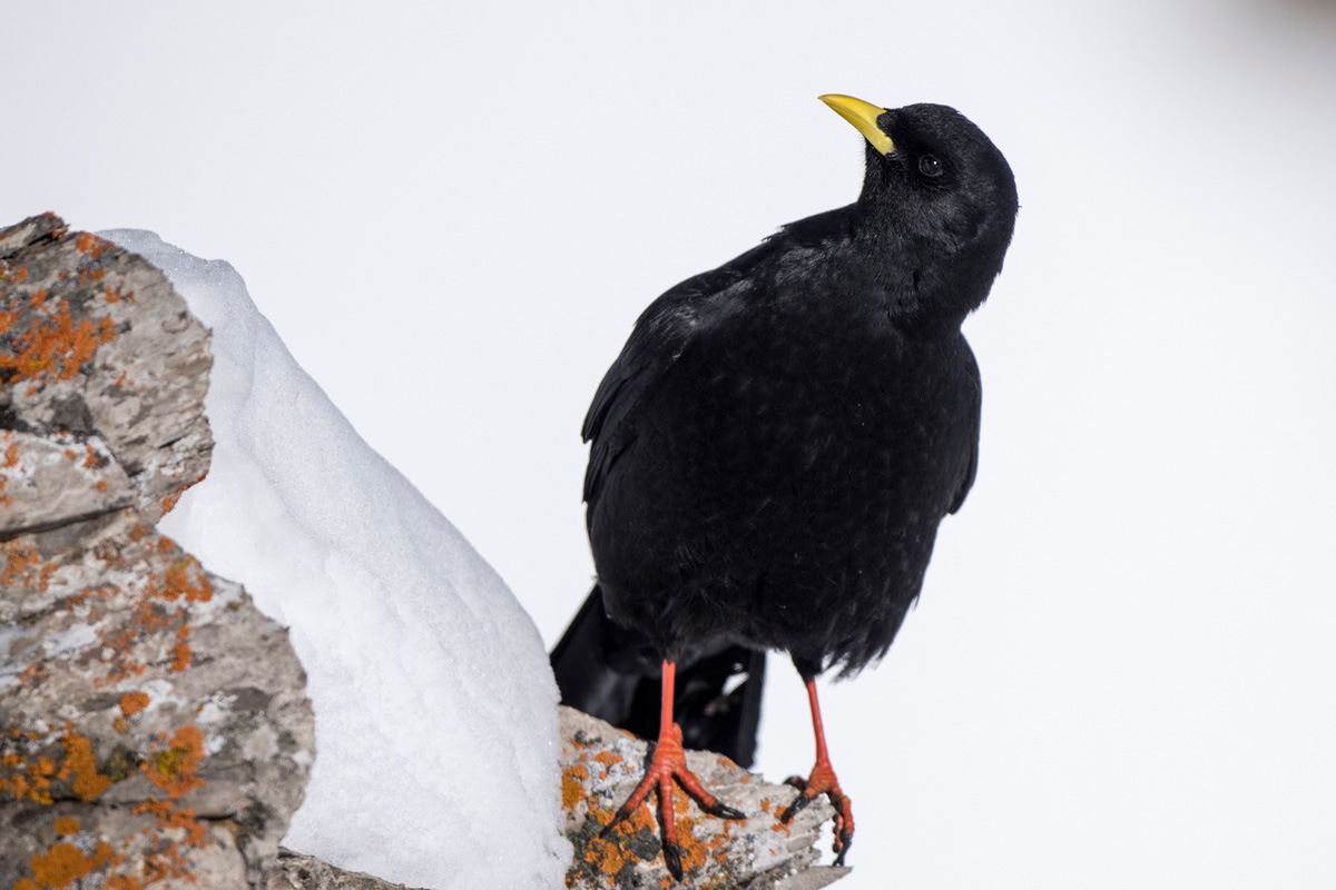 Alpine Chough
