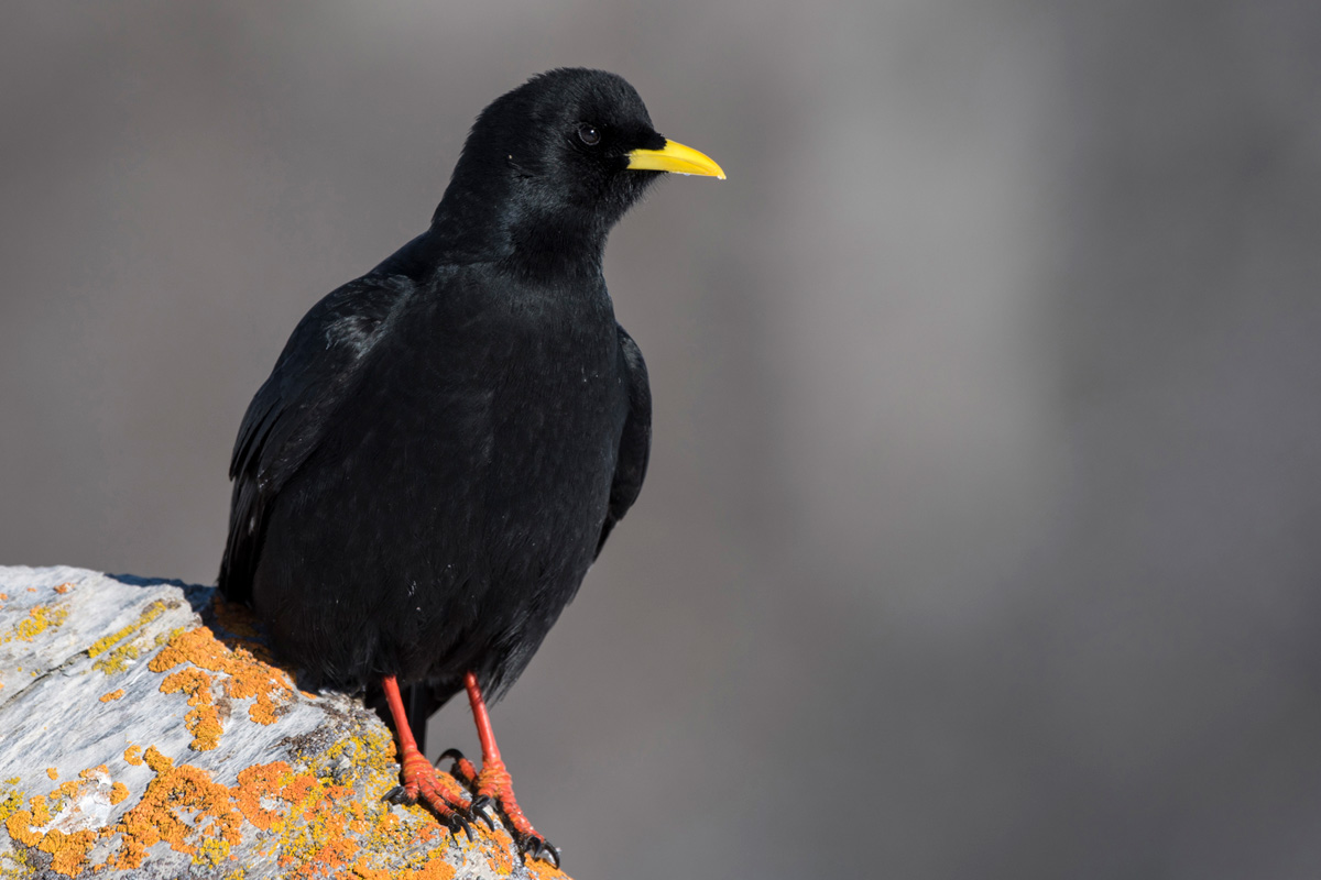 Alpine Chough