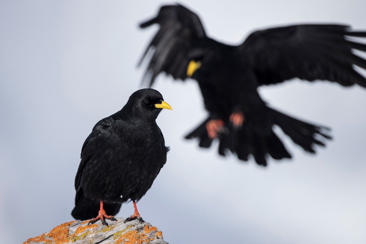 Alpine Chough
