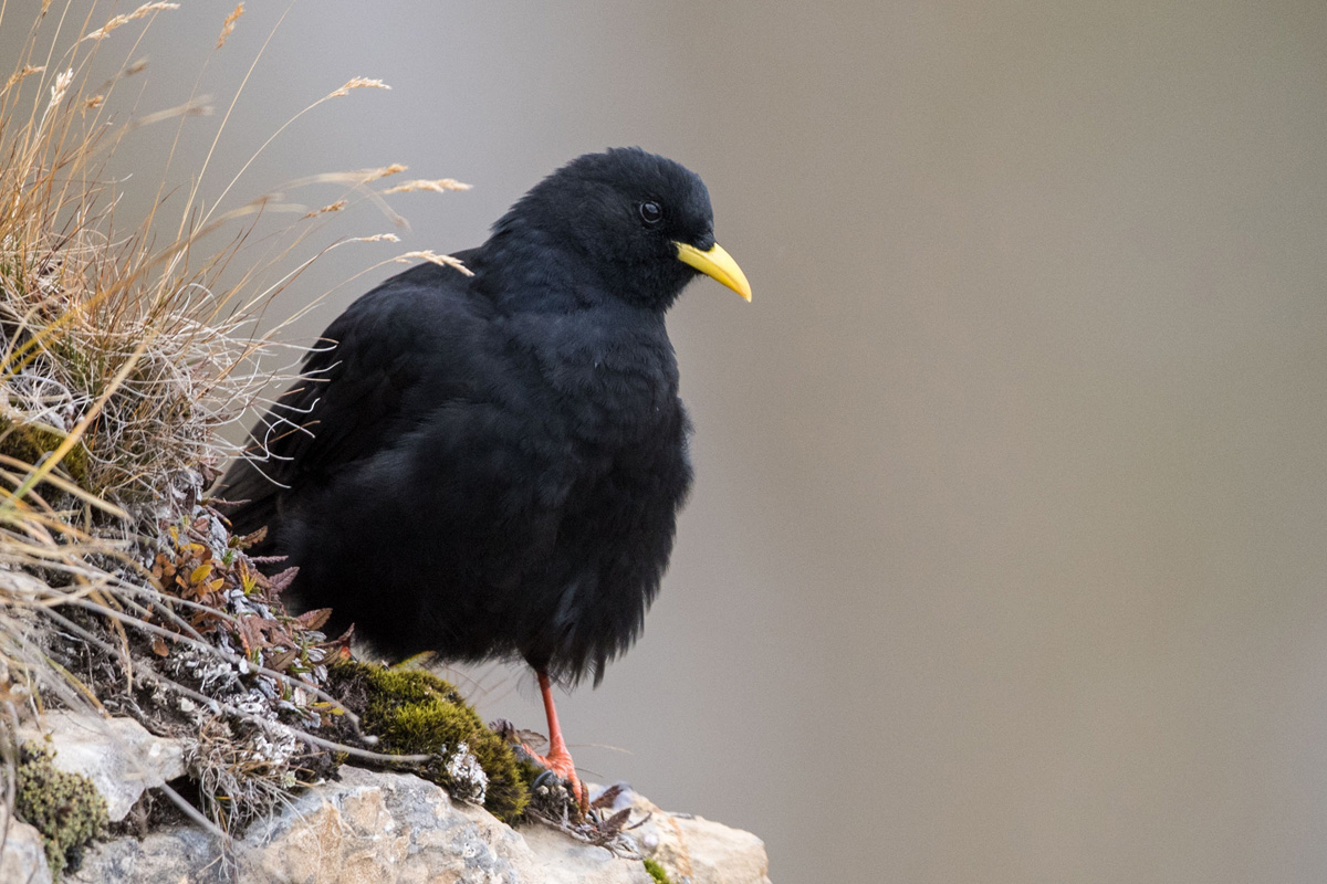 Alpine Chough
