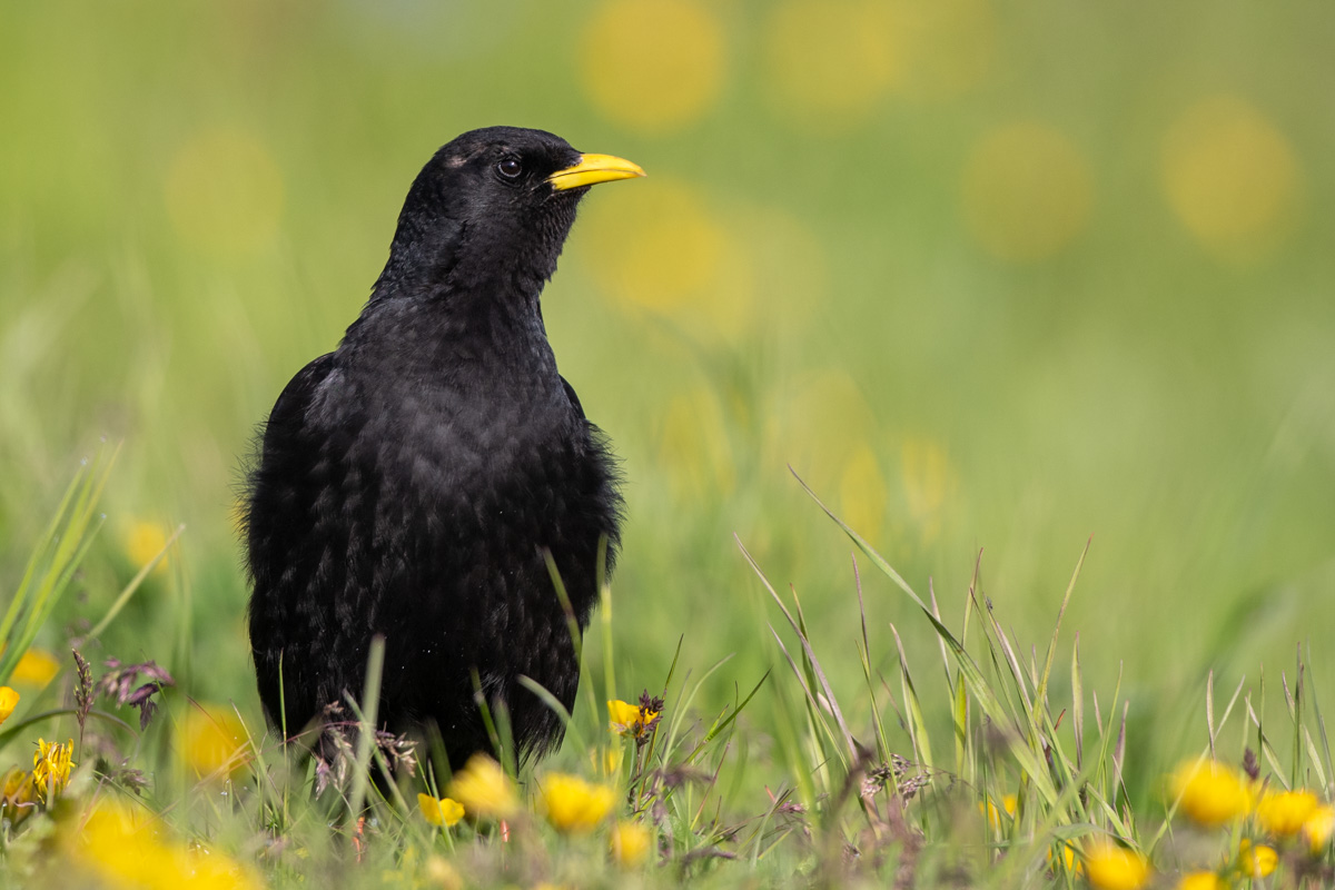 Alpine Chough