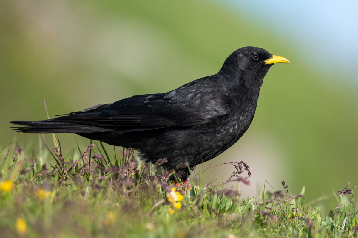 Alpine Chough