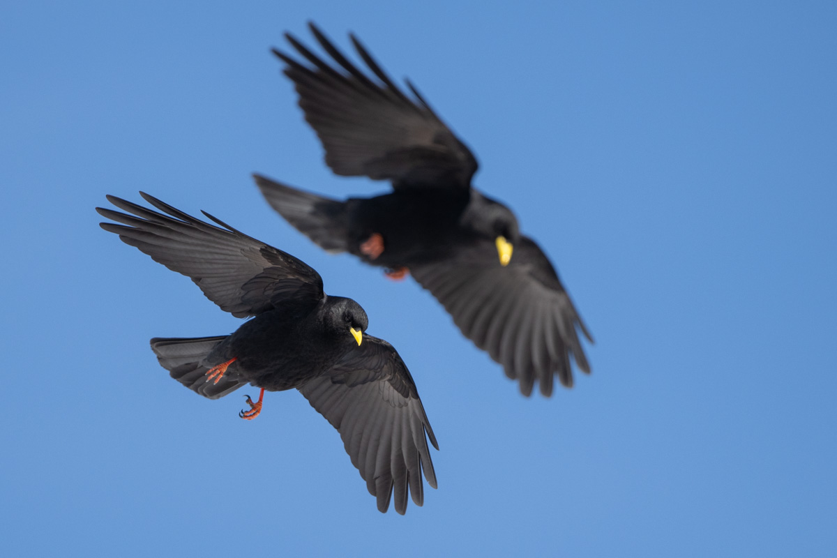 Alpine Chough
