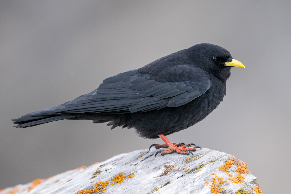 Alpine Chough