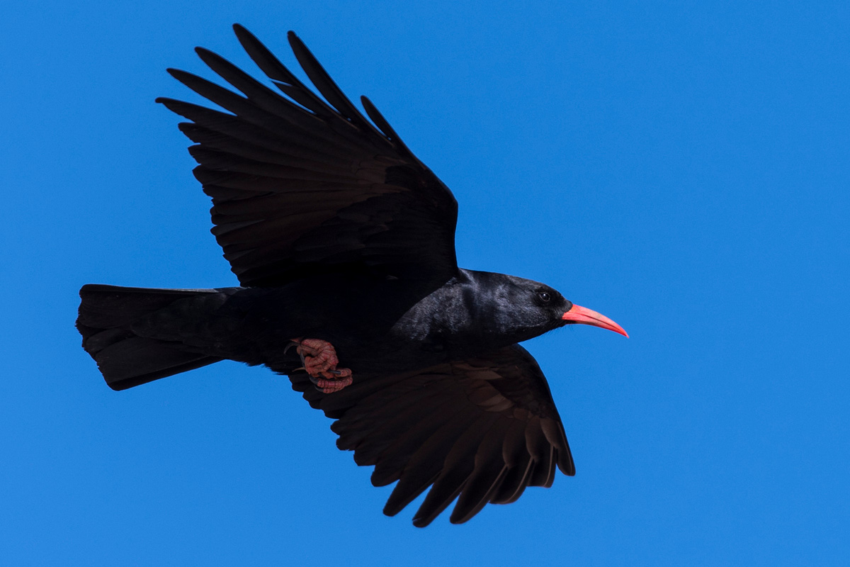 Red-billed Chough