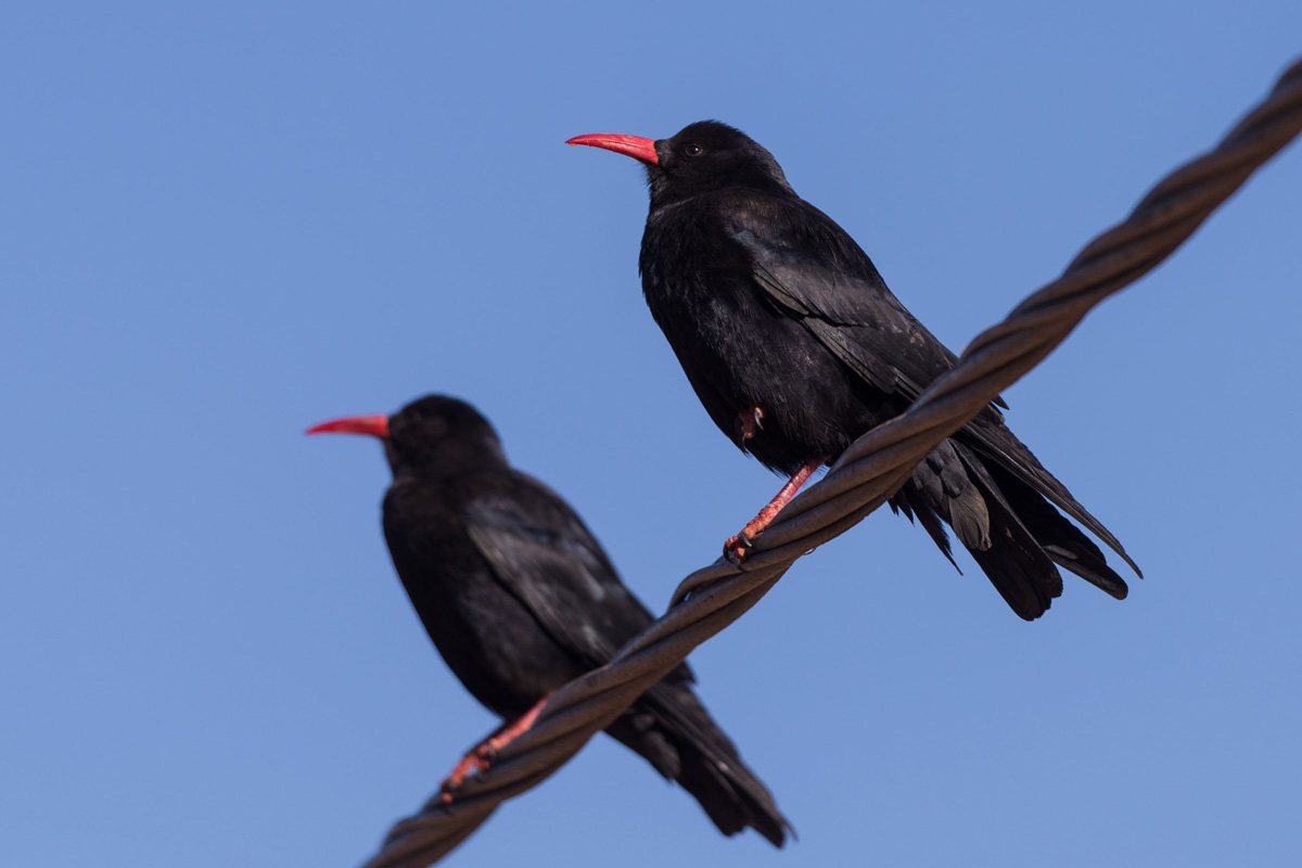 Red-billed Chough
