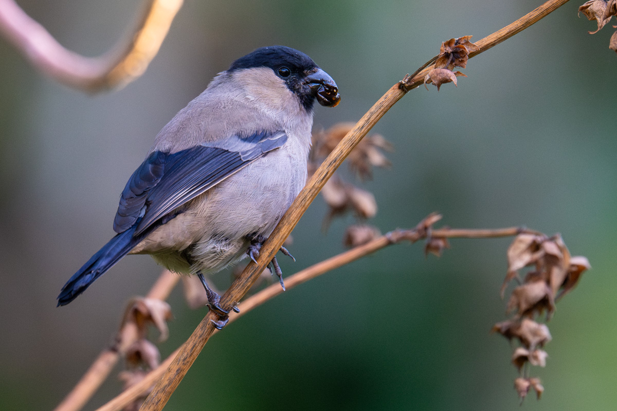 Azores Bullfinch