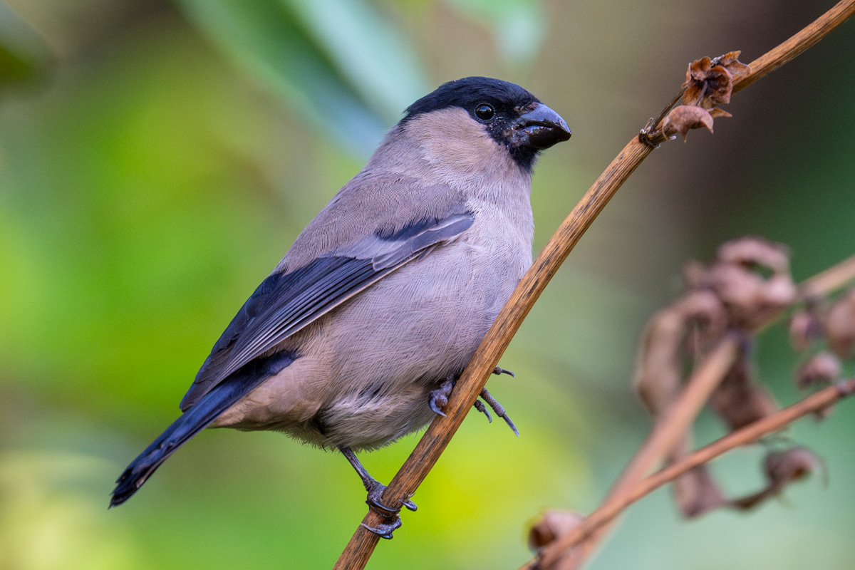 Azores Bullfinch