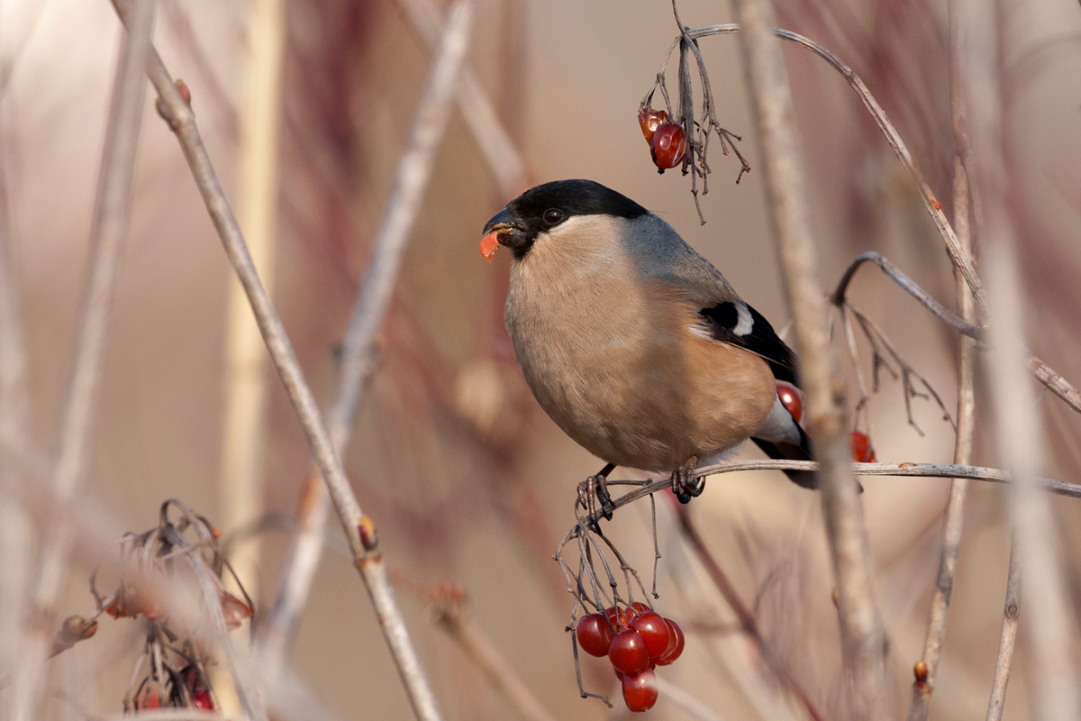 Eurasian Bullfinch