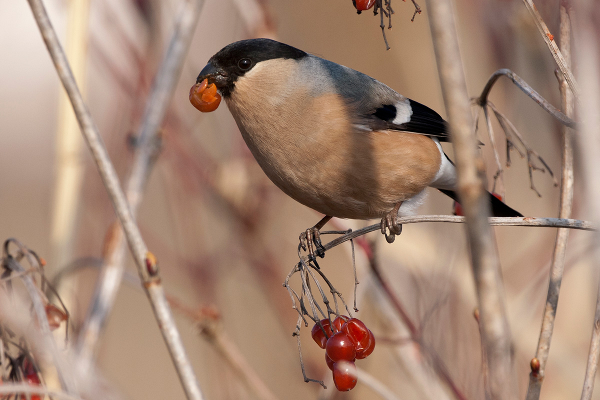 Eurasian Bullfinch
