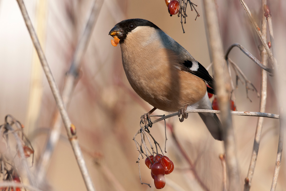Eurasian Bullfinch