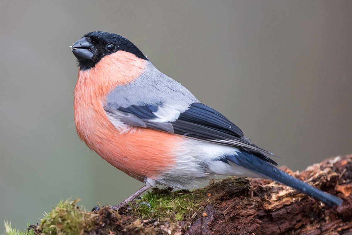Eurasian Bullfinch