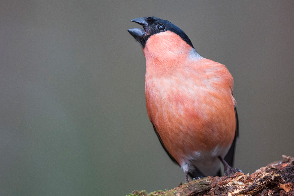 Eurasian Bullfinch