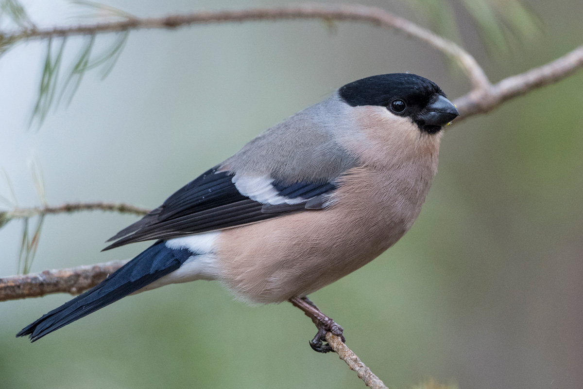 Eurasian Bullfinch