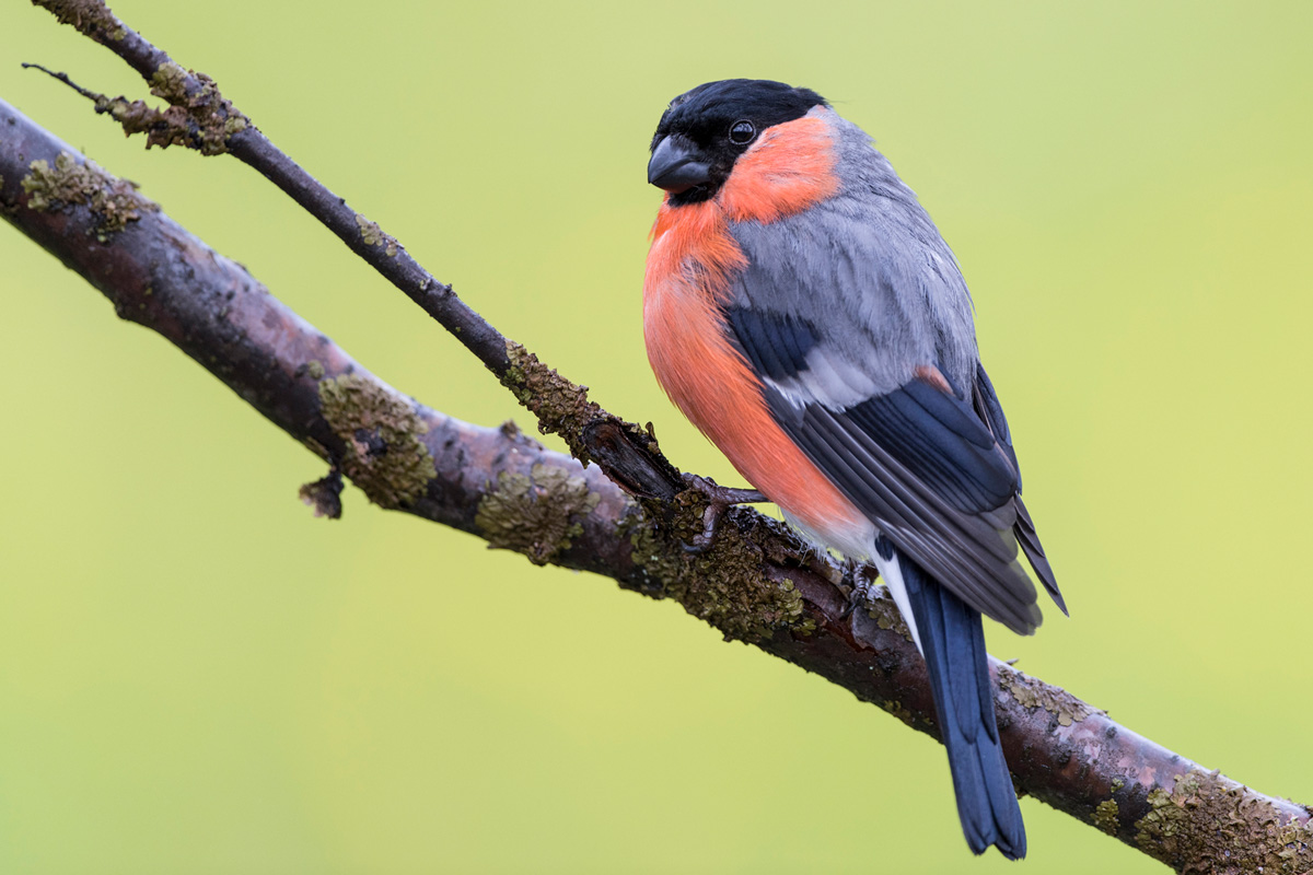 Eurasian Bullfinch