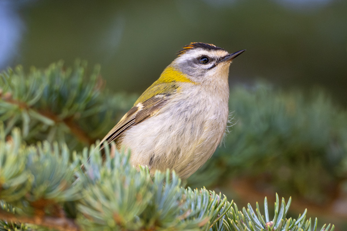 Common Firecrest
